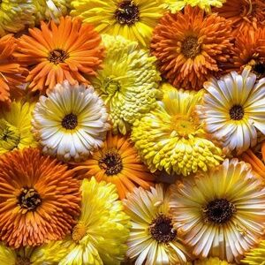 Meet your Posher, Lesley